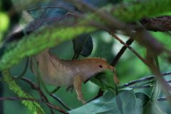 Muttart Conservatory Gecko