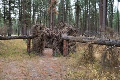 Sculptures in the Wild Sam Clayton & Mark Jacobs UK