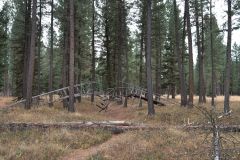 Sculptures in the Wild Cornelia Konrads DE