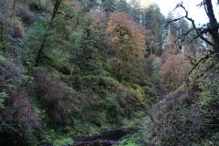 Silver Falls Park