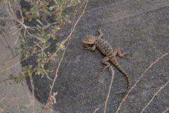 Gekko