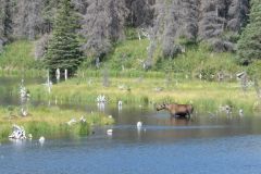 Moose George Parks Hwy