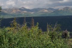 Denali Hwy