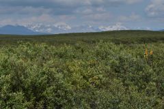 Denali Hwy
