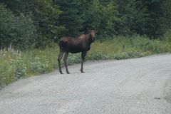 neugieriges Moose