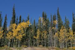 Alaska Hwy