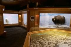 Kluane Museum of Natural History
