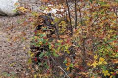 Kusawa Lake Campground