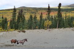 Alaska Hwy
