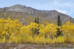 Tagish Road