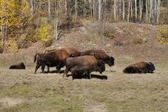 Alaska Hwy Bison