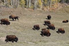 Alaska Hwy Bison
