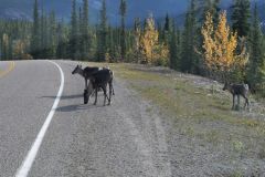 Alaska Hwy Hirsche
