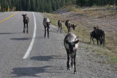 Alaska Hwy Hirsche
