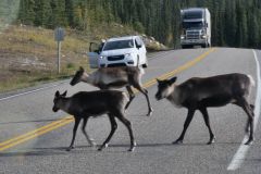 Alaska Hwy Hirsche