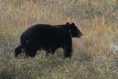 Alaska Hwy Schwarzbär