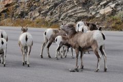 Mountain Bighorn Schafe