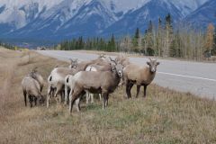 Mountain Bighorn Schafe