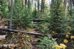 beim Kicking Horse River