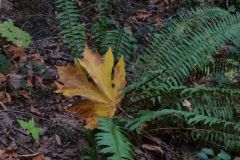 Serpent's Back Trail